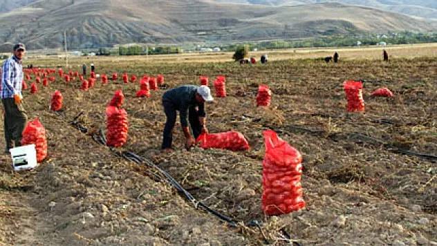 Patatesin bolluğu üreticiyi sevindirmedi