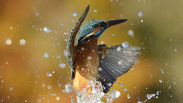 6 yıl ve 720 bin denemenin ardından en iyi kareyi yakaladı