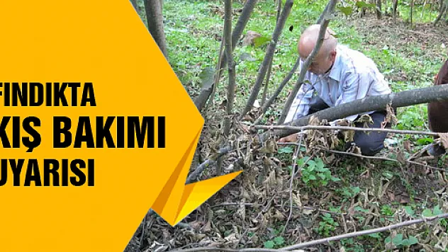 FINDIKTA 'KIŞ BAKIMI' UYARISI