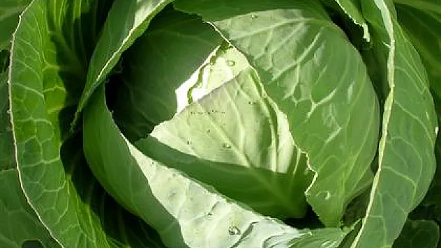 Bir lahana türü daha geliştirildi