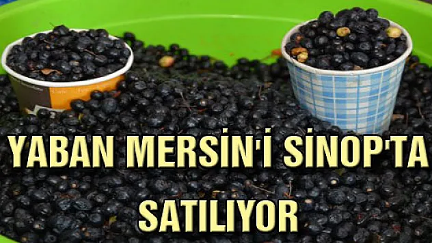 YABAN MERSİN'İ SİNOP'TA SATILIYOR