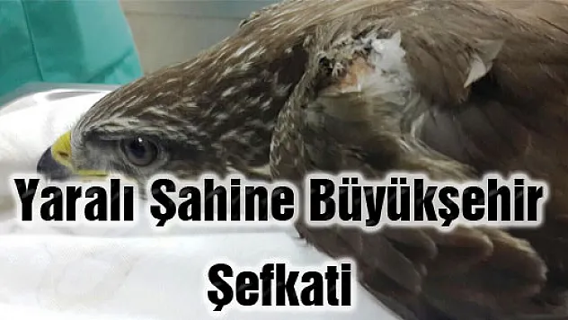 Yaralı Şahine Büyükşehir Şefkati