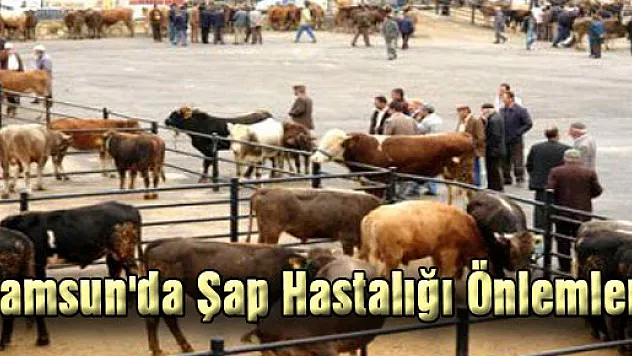Samsun'da Şap Hastalığı Önlemleri