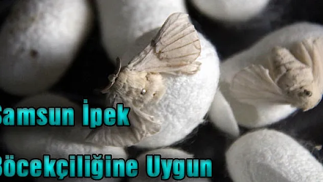 Samsun İpek Böcekçiliğine Uygun