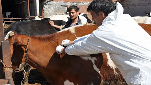 A-Nepal virüslü şap hastalığı nedeniyle Aksaray karantinaya alındı