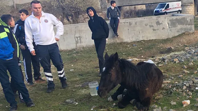 Yaralı at için 112'yi aradılar