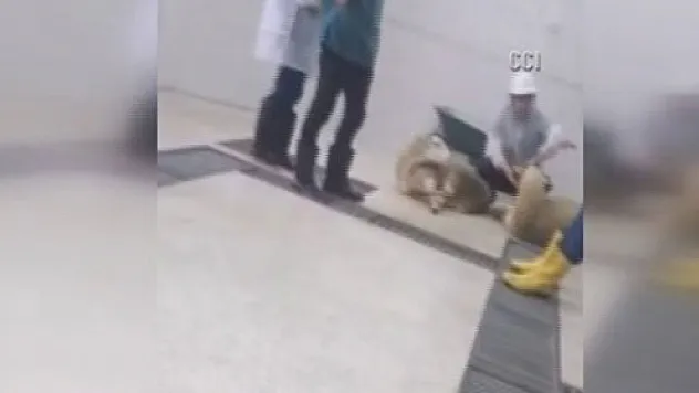 Veterinerlik fakültesine baskın