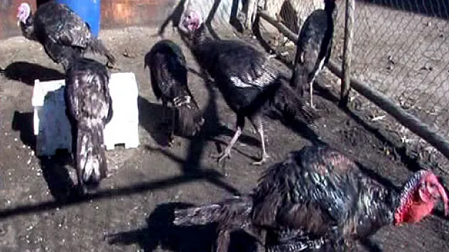 Yılbaşı hindileri elde kalıyor!