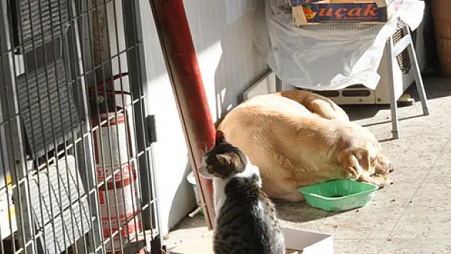 Kediyle köpeğin imrendiren dostluğu