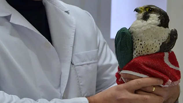 Yaralı atmaca tedavi altına alındı