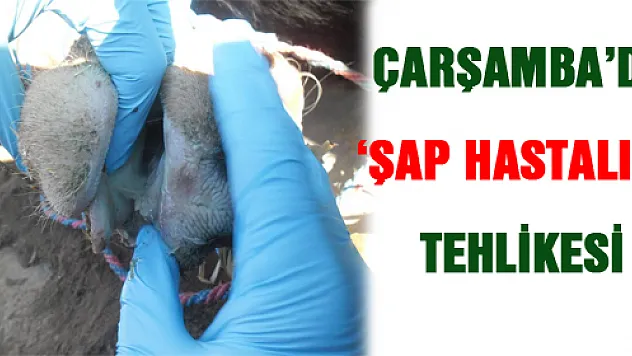 ÇARŞAMBA'DA 'ŞAP HASTALIĞI' TEHLİKESİ