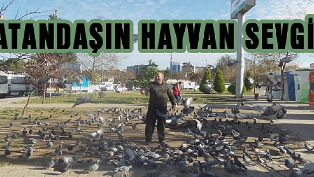 VATANDAŞIN HAYVAN SEVGİSİ