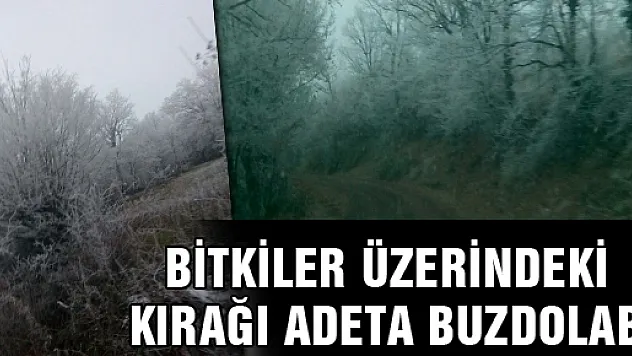 BİTKİLER ÜZERİNDEKİ KIRAĞI ADETA BUZDOLABI