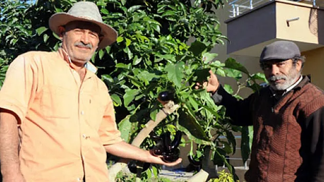 Ağaçta yetişen patlıcan zehirli çıktı