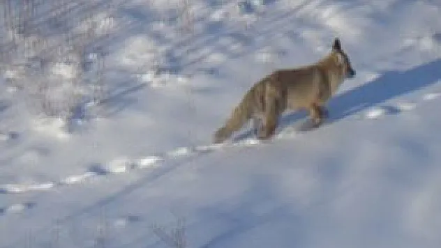 Aç kalan tilki şehre indi