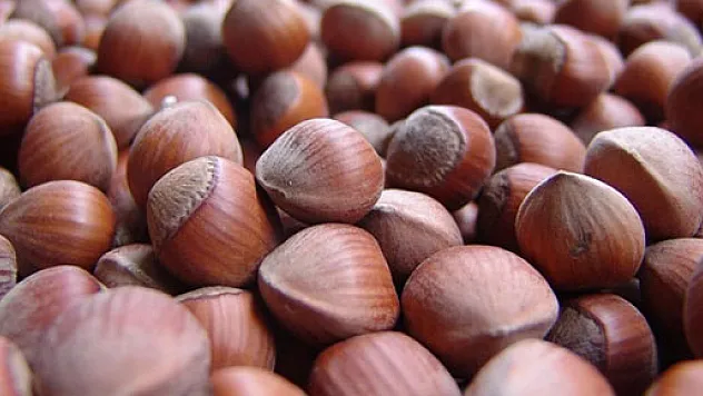 Fındık ihracat gelirinde tüm zamanların rekoru kırıldı