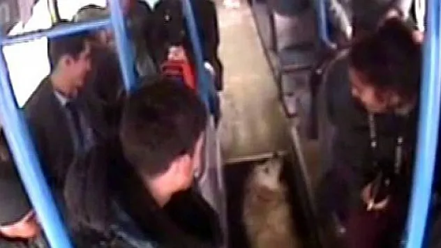 Üşüyen köpek otobüse bindi