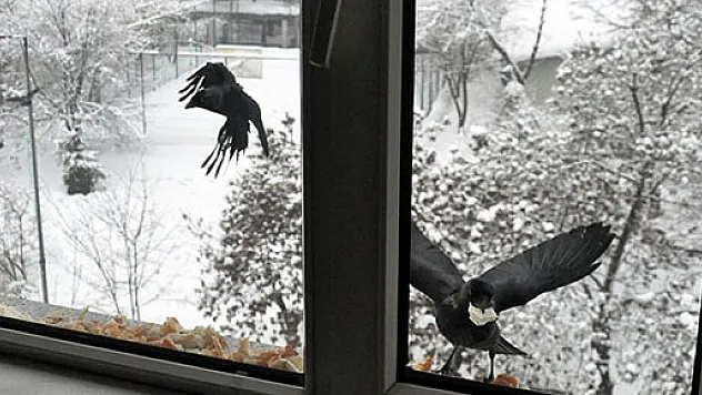 Aç kalan kargaları pilavla besliyor