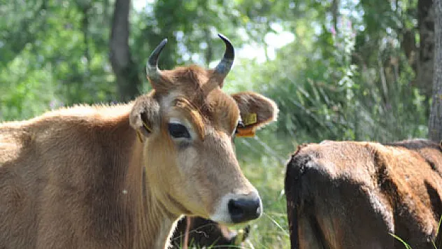 'ŞAP CİDDİ BİR SORUN DEĞİL'