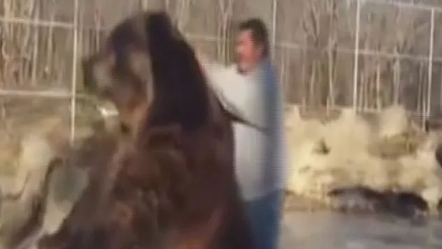 Dev ayı ile bakıcısının inanılmaz dostluğu