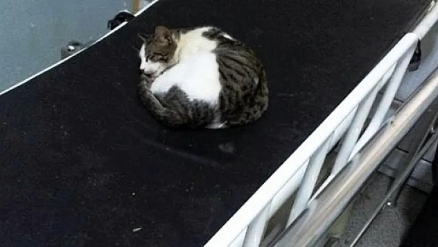 Acil servis sedyesinde uyuyan kedi