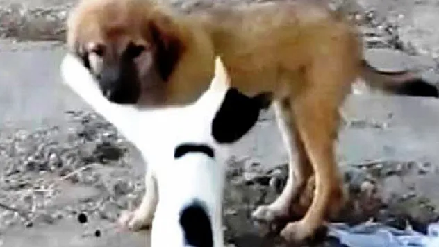 Kedi ve köpeğin ilginç dostluğu