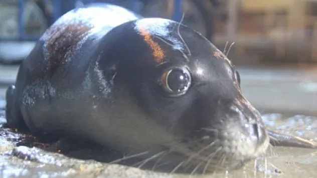 Akdeniz foku sahile vurdu