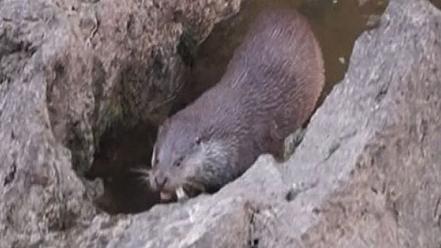 Nesli tükenmekte olan su samuru balık yerken görüntülendi