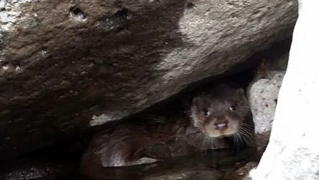 Elazığ'da su samuru bulundu