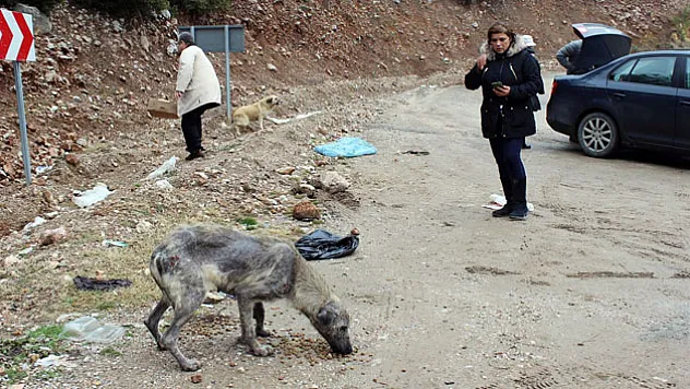 Bursa'da 'uyuz köpek' paniği