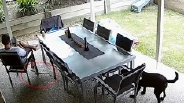 Dünyanın en zehirli yılanlarından biri