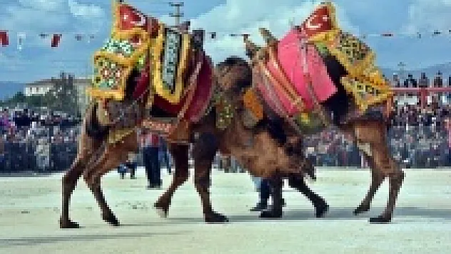 Develer bu sefer kendileri için güreşti