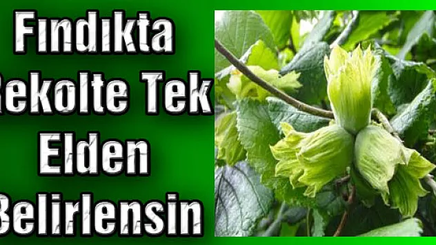 Fındıkta Rekolte Tek Elden Belirlensin