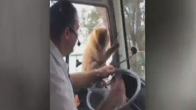 Maymun usta hırsızlara taş çıkarttı