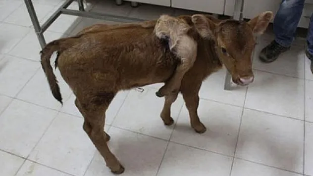 Afyonkarahisar'da 5 ayaklı buzağı doğdu