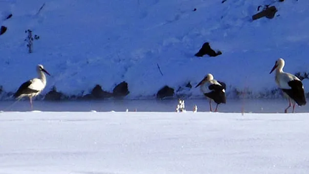 Üç leylek eksi 25 derece soğukta kaldı