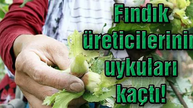Fındık Üreticilerinin Uykuları Kaçtı!