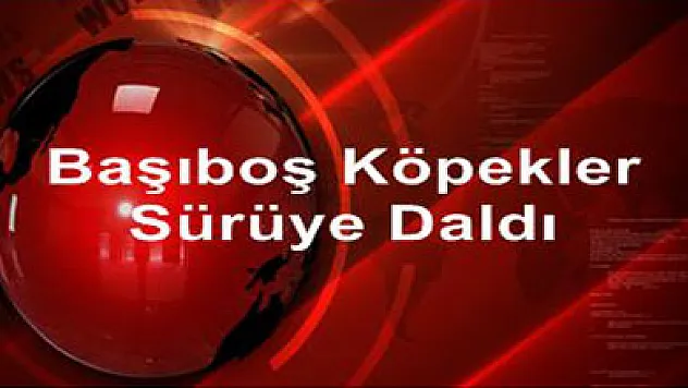 Başıboş köpekler sürüye daldı