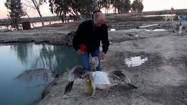 Pelikan ile sahibinin kıskandıran dostluğu!