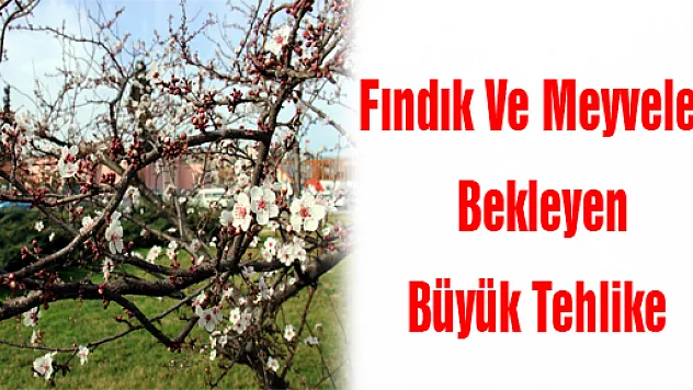 Fındık Ve Meyveleri Bekleyen Büyük Tehlike 