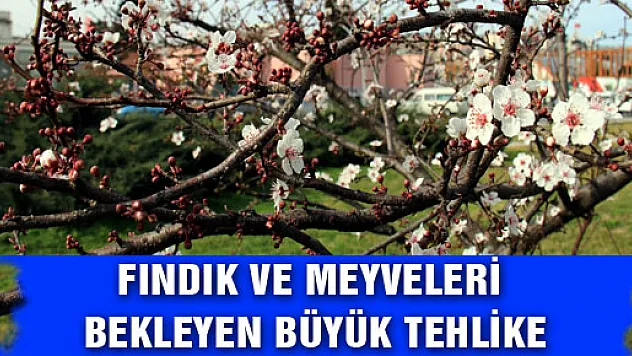 FINDIK VE MEYVELERİ BEKLEYEN BÜYÜK TEHLİKE
