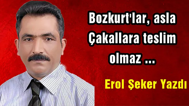 Bozkurt'lar, asla Çakallara teslim olmaz