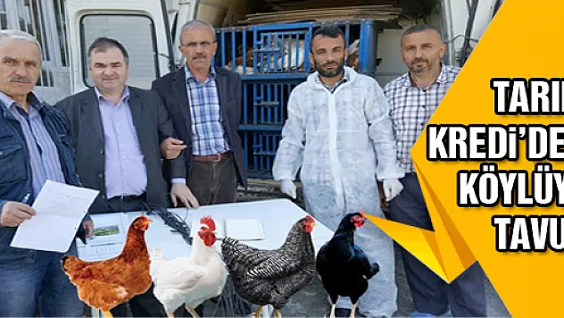 TARIM KREDİ'DEN KÖYLÜYE TAVUK