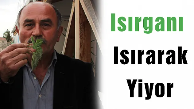 Isırganı Isırarak Yiyor 