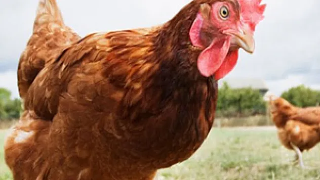 TÜİK, kümes hayvancılığı üretimi istatistiklerini açıkladı