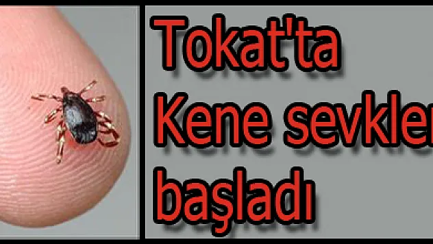 Tokat'ta Kene sevkleri başladı