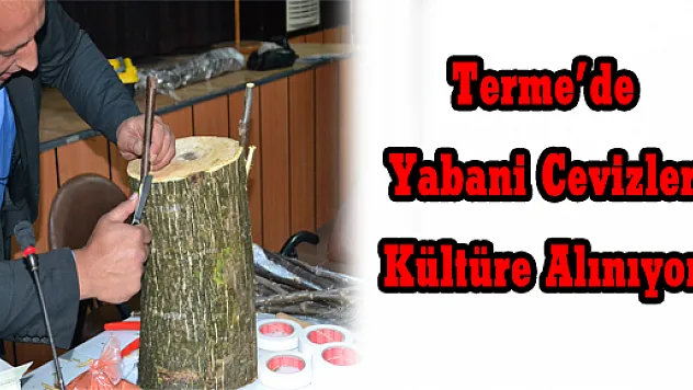 Terme'de Yabani Cevizler Kültüre Alınıyor