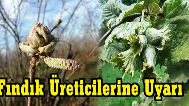 Fındık Üreticilerine Uyarı