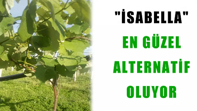 'İSABELLA' EN GÜZEL ALTERNATİF OLUYOR