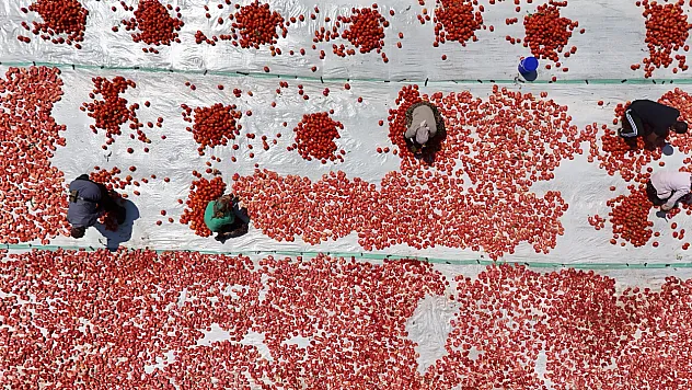 48 derece sıcakta mesai: Karacadağ domatesi dünyaya gidiyor